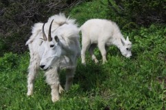 Mountain Goats 2